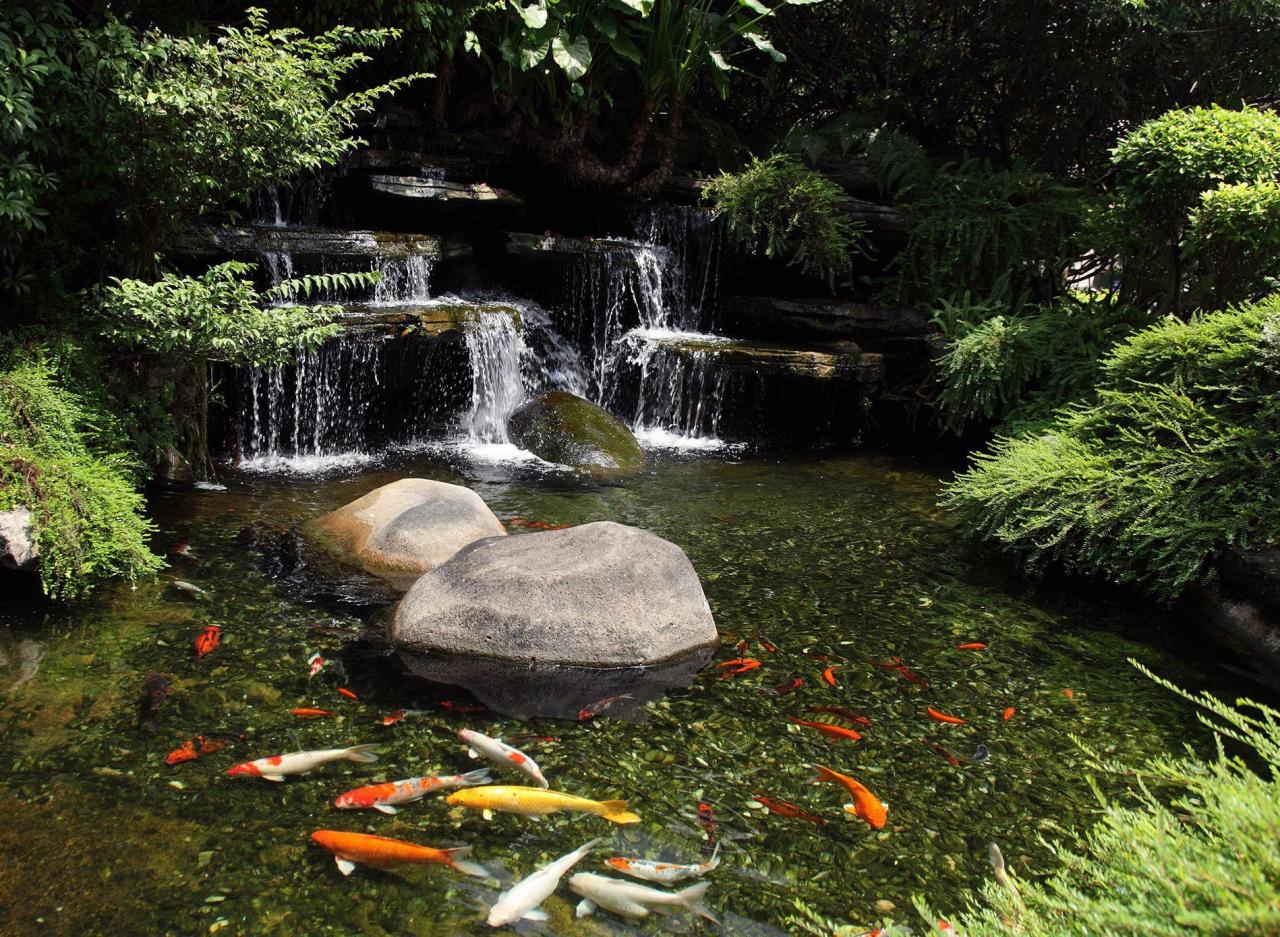 Merk Pakan Koi untuk Kolam Indoor