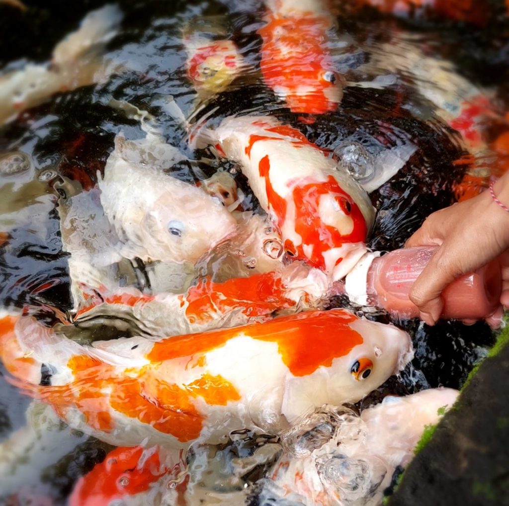 Berikan Pakan Koi Secara Teratur