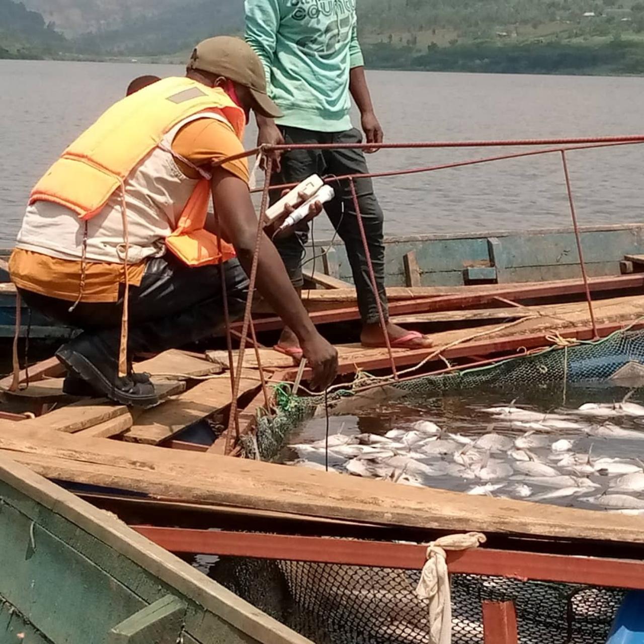 Mekong aquaculture diets harnessing feeding fisherman cages tilapia nongkhai feeds farmers