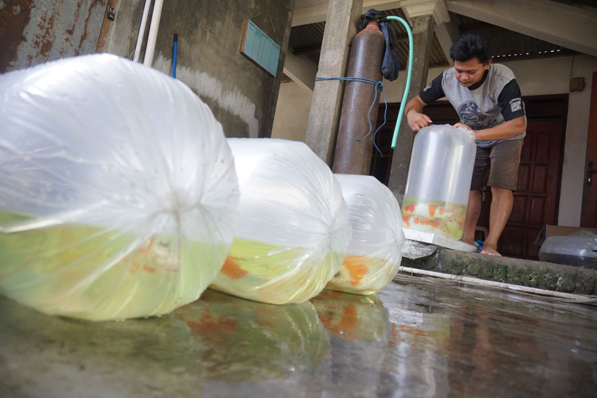 Pemasaran Hasil Budidaya Koi di Tulungagung