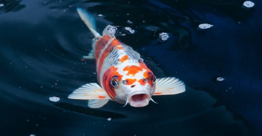 Koi ponds brighten couple