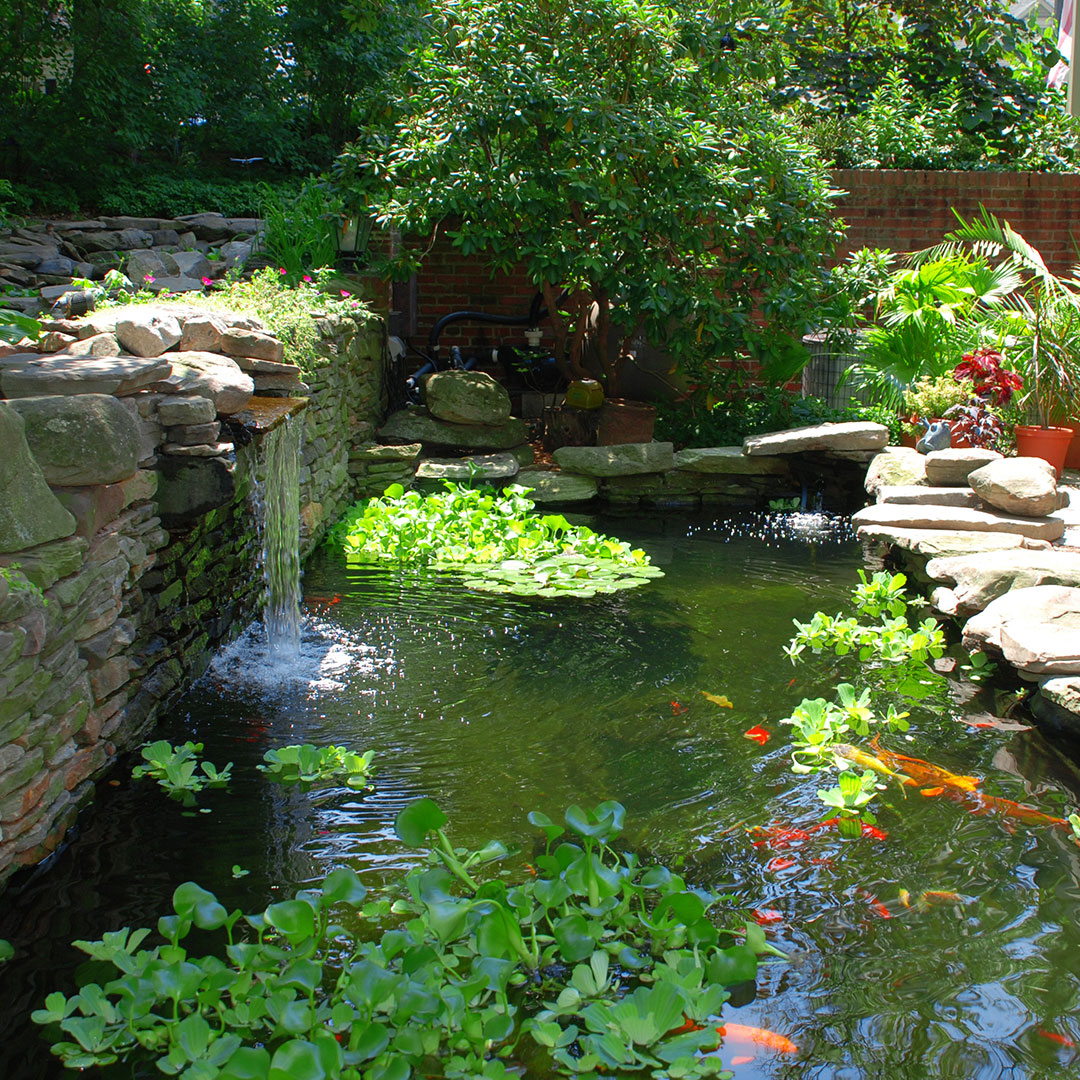 Koi ponds pond okeanos sunlight shade applies radiation