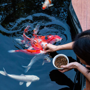 Koi fischt karpfen teich karper wur