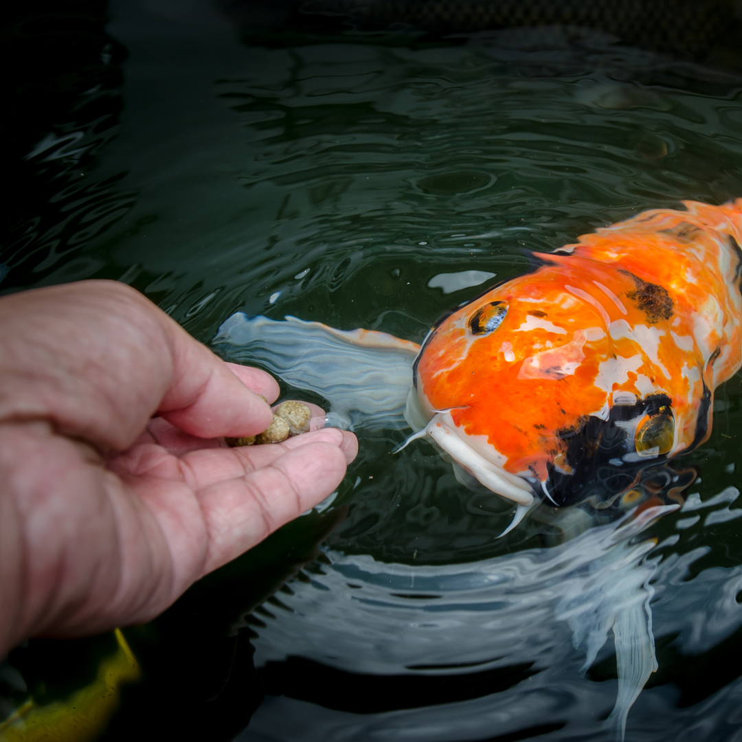 Koi fish platinum white ogon live ebay saved