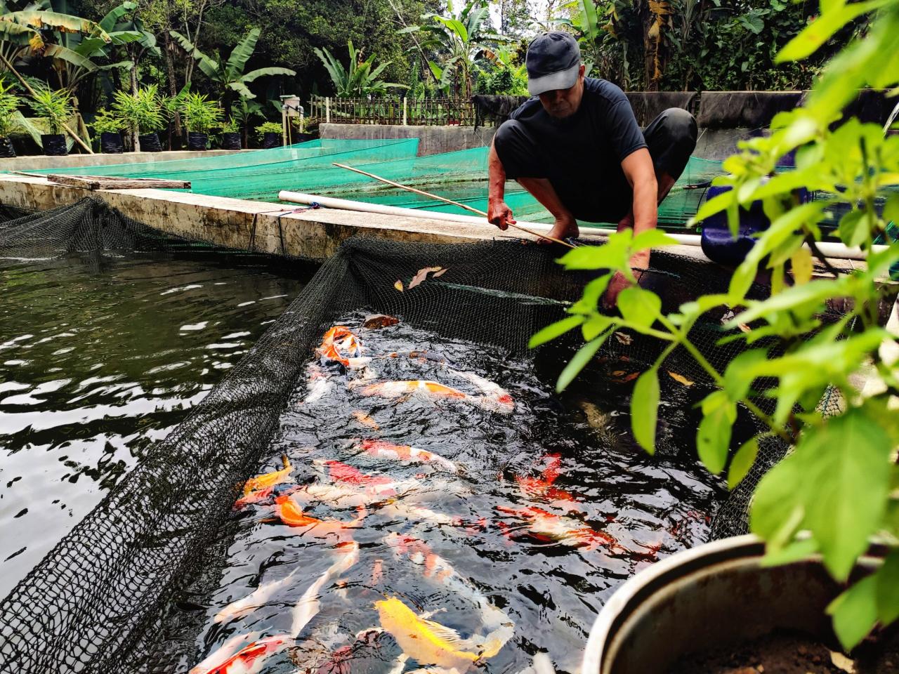 Peluang Pasar Budidaya Koi di Tulungagung