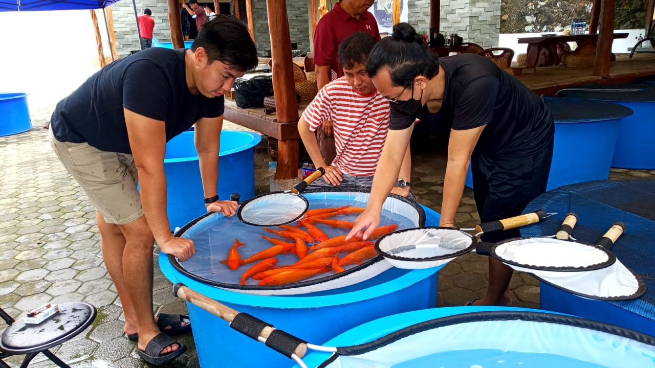 Kontes Koi yang Diadakan oleh Komunitas di Tulungagung