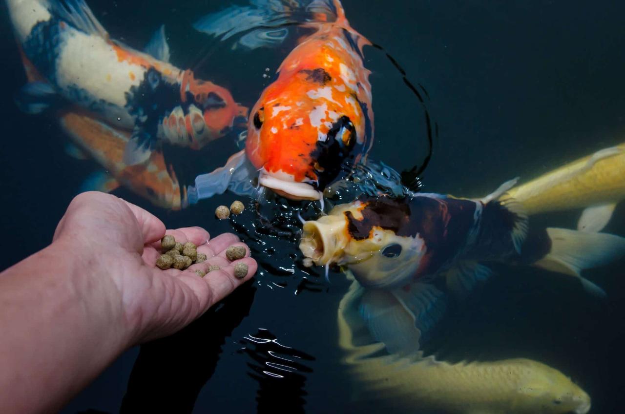 Koi feeding feed goldfish nutrition 文章出處