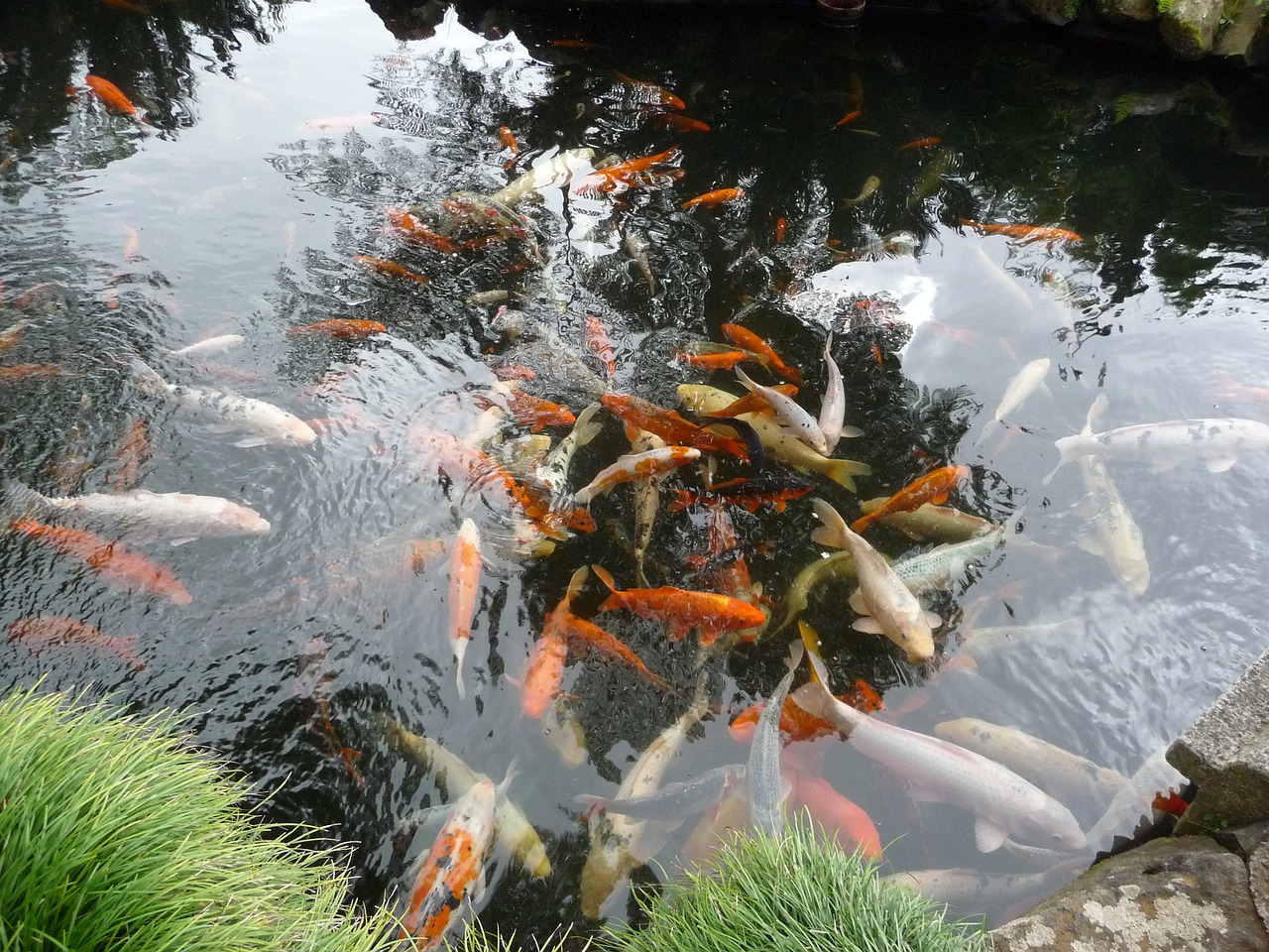 Perizinan Budidaya Koi di Tulungagung