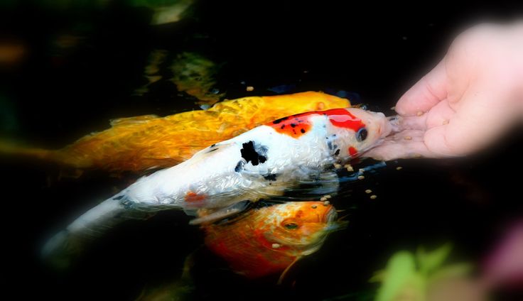 Pakan Koi Berkualitas untuk Mengurangi Bau Kolam