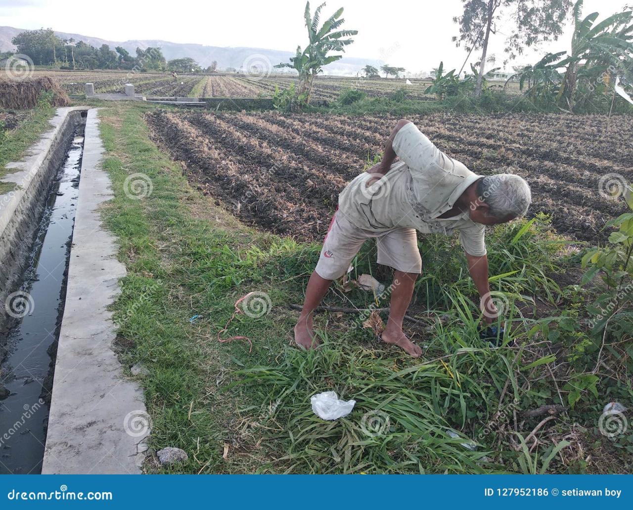 Peran Pemerintah dalam Budidaya Koi di Tulungagung