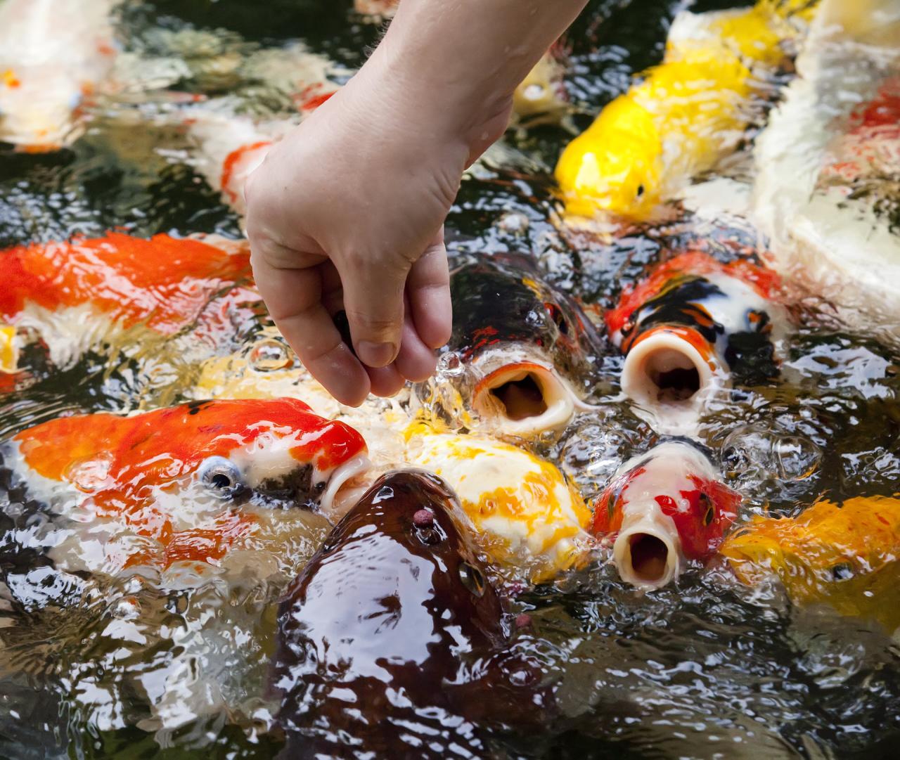 Koi feeding fish food feed things healthy tips our keep strong learn order favorite them some