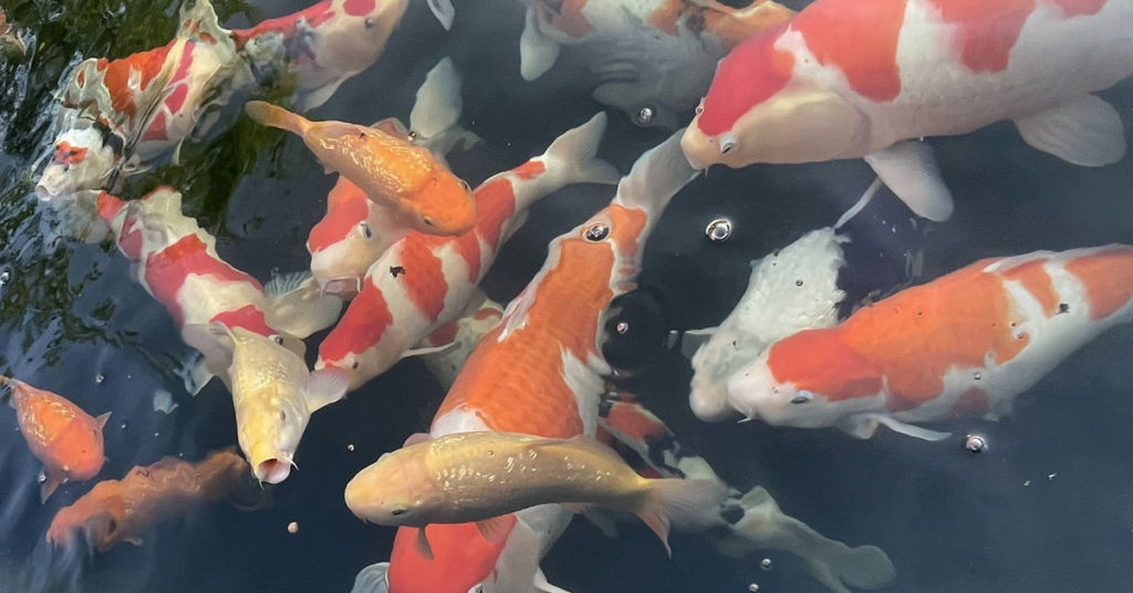 Hikari koi fish pond specialists 5kg 2kg