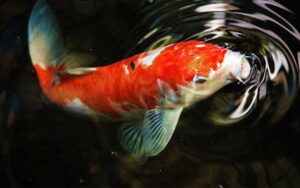 Koi fish eat why combinations breeding countless hundreds centuries resulted careful varieties sub shape scale color over has