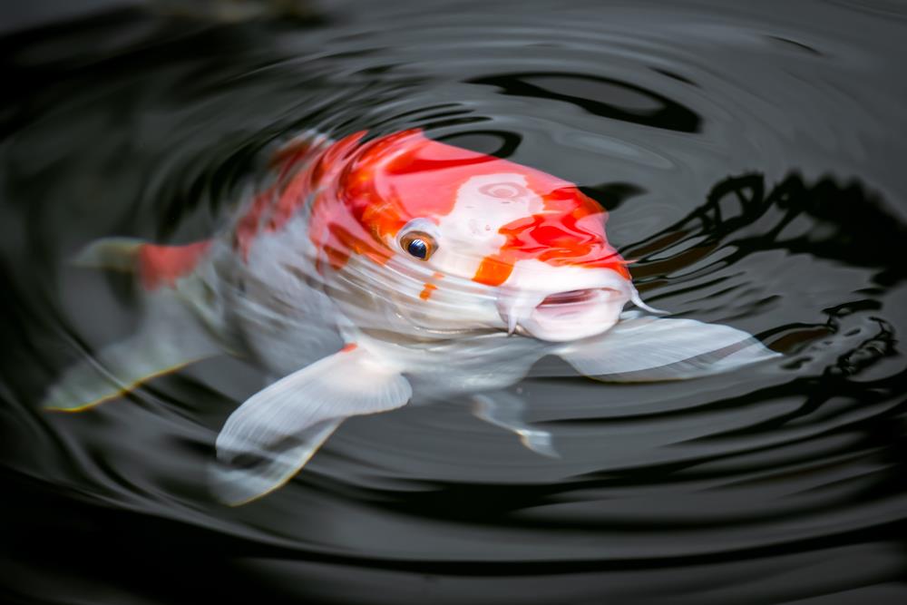 Hindari Overfeeding pada Koi