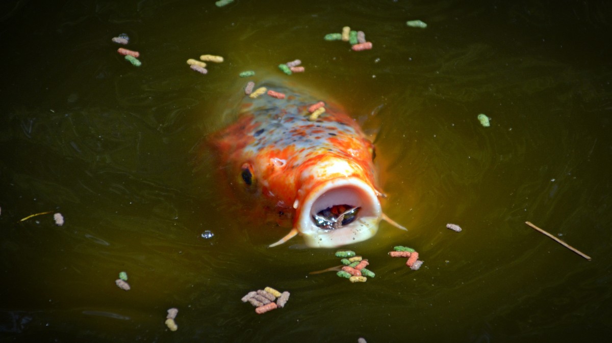 Koi ponds brighten couple