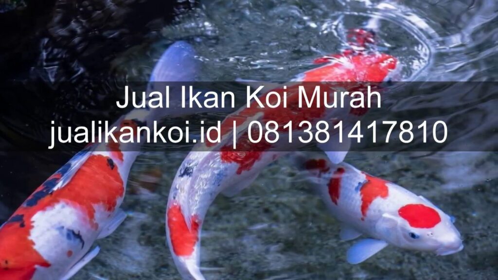 Toko Pakan Koi di Tulungagung (Online & Offline)