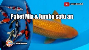 Harga Pakan Koi Import di Tulungagung
