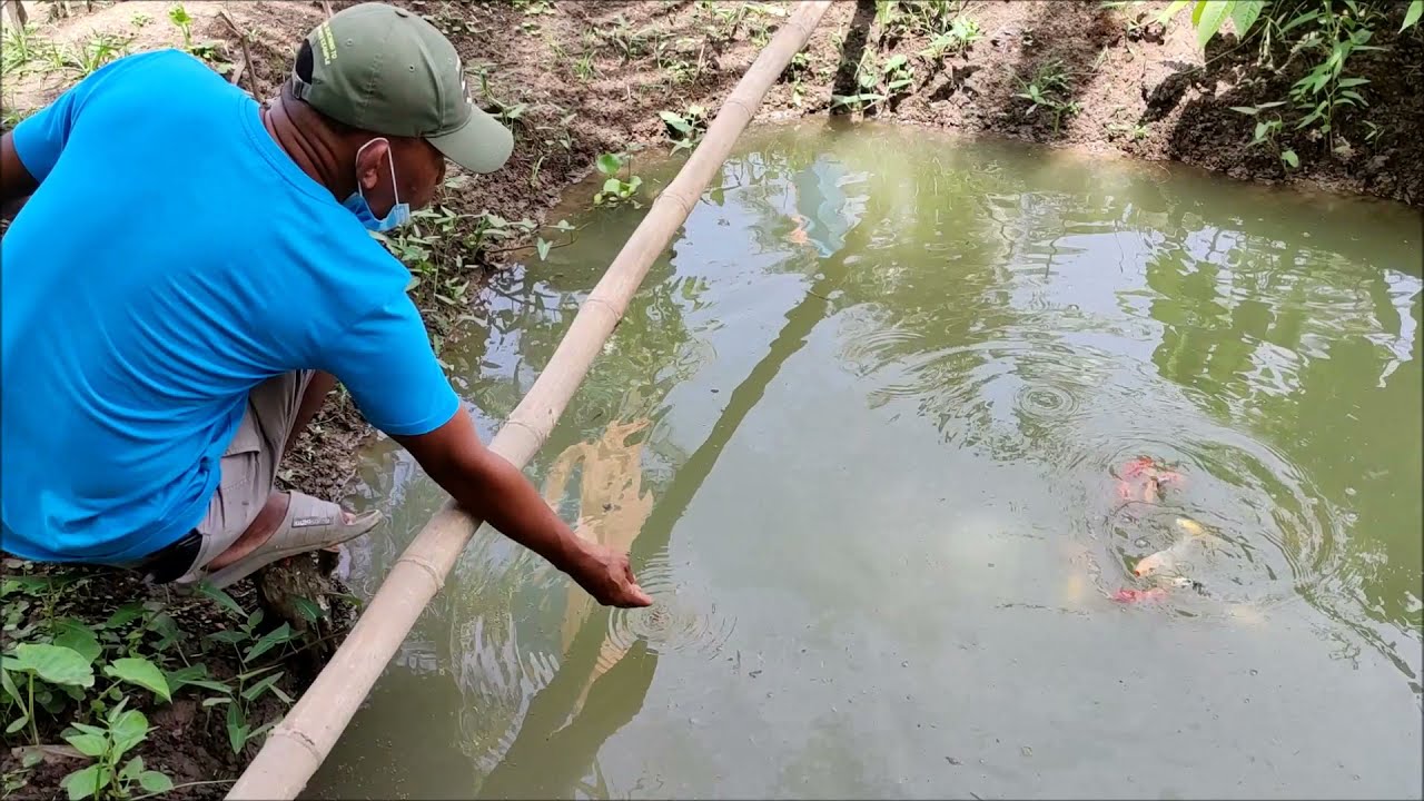 Perhatikan Kandungan Nutrisi dalam Pakan Koi