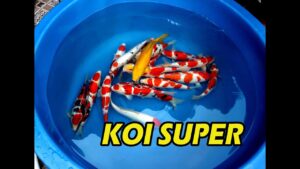 Cobalah Beberapa Merk Pakan Koi