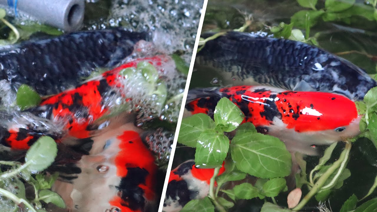 Koi breeding beginner guide sundan