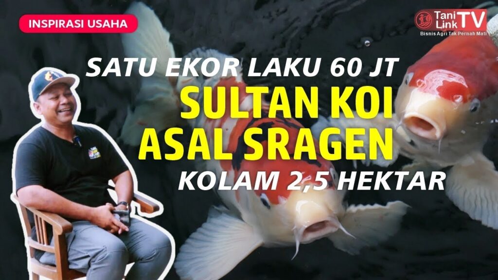 Tips Sukses Budidaya Koi di Tulungagung