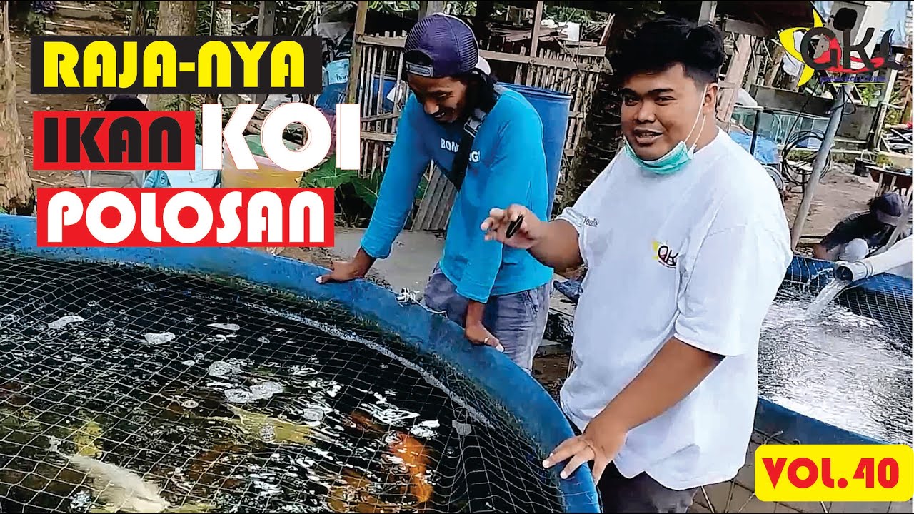 Potensi Keuntungan Budidaya Koi di Tulungagung