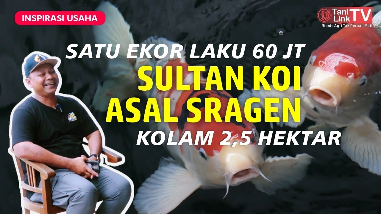 Studi Kasus Sukses Budidaya Koi di Tulungagung