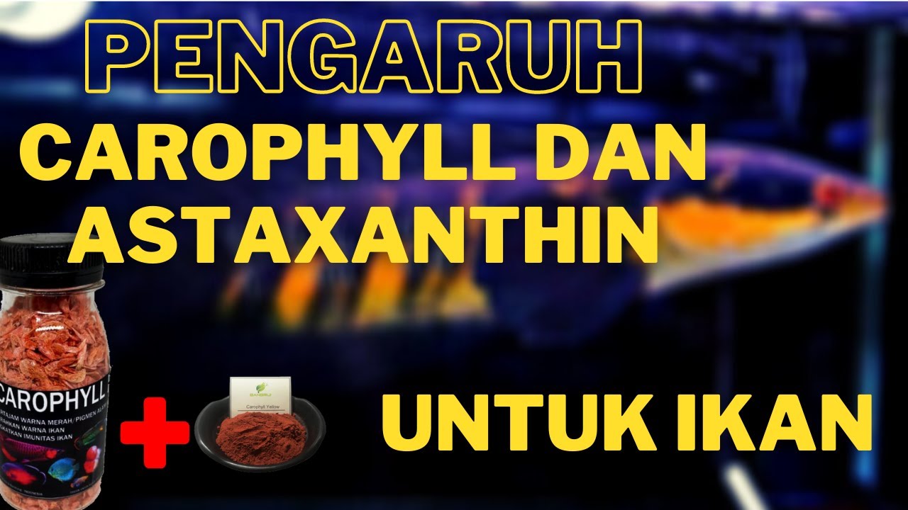 Manfaat Pakan Koi yang Mengandung Astaxanthin