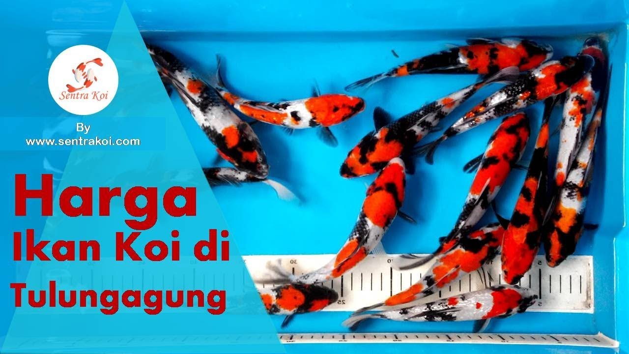 Jenis Pakan Koi untuk Burayak/Anakan Koi di Tulungagung