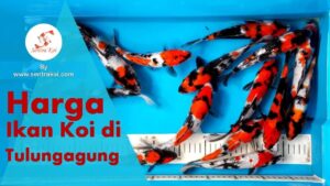 Berapa Harga Pakan Koi di Tulungagung?