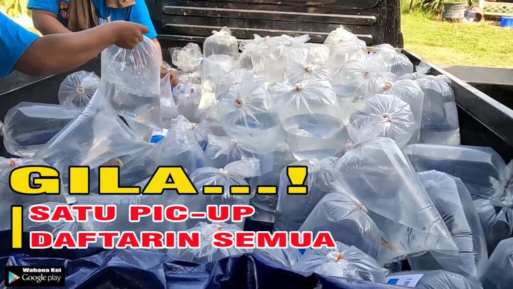 Visi dan Misi Komunitas Pecinta Koi di Tulungagung