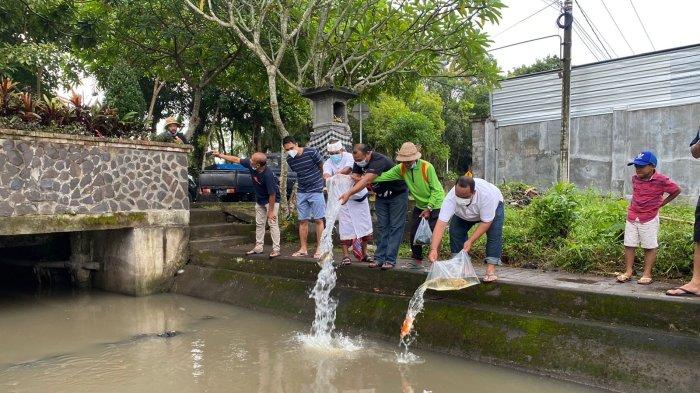 Komunitas Pecinta Koi di Tulungagung