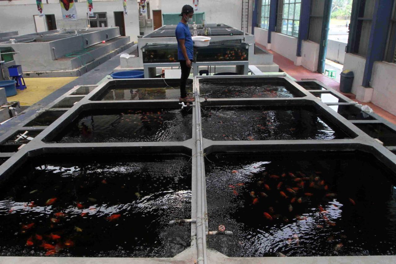 Peluang Pasar Budidaya Koi di Tulungagung